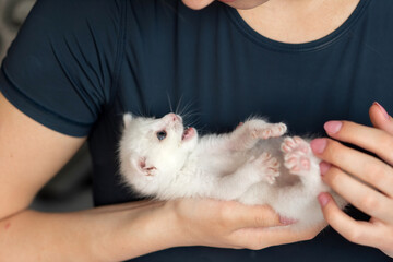 Obraz premium Woman caring for small white kitten with tender hands and black shirt. Answer Your Cat's Questions Day