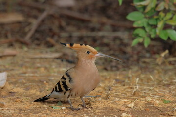 Eurasian Hoopoe (Upupa epops) © Viktor