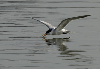 Lesser Crested Tern fishing at tubli bay, Bahrain