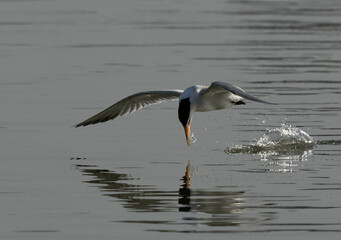 A backlit image of Lesser Crested Tern fishing at tubli, Bahrain