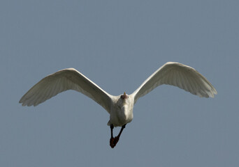 Western reef heron in flight at Tubli bay, Bahrain