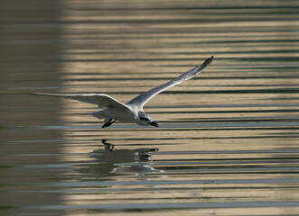 Gull-billed tern fishing at tubli bay, Bahrain
