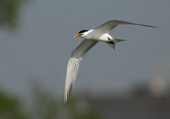 Lesser Crested Tern with a fish catch at tubli bay, Bahrain