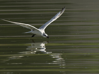 Gull-billed tern fishing at Tubli bay, Bahrain