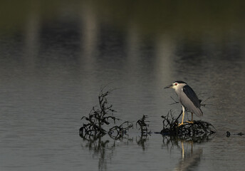 Black-crowned Night heron at Tubli bay, Bahrain