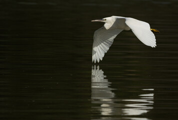 Western reef heron in flight with refleciton on water at Tubli bay, Bahrain