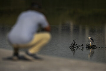 A photographer taking photo of a Black-crowned Night Heron at Tubli bay