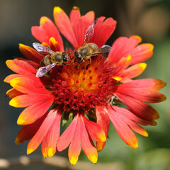 Macro Shot of Honeybees Collecting Nectar on Gaillardia Flower.