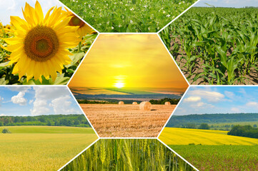 Agriculture collage of diverse fertile fields and a sunset over hay bales.