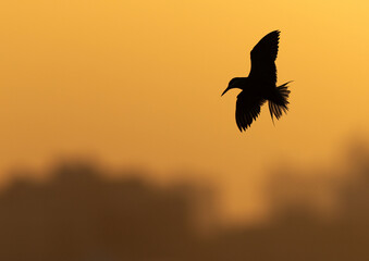 Silhouette of a White-cheeked Tern flying in the morning hours at Tubli bay, Bahrain