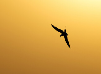 Silhouette of a White-cheeked Tern in flight at Tubli bay, Bahrain