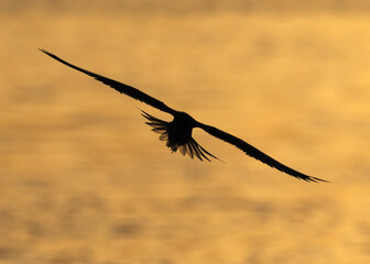 White-cheeked Tern in flight at Tubli bay, Bahrain