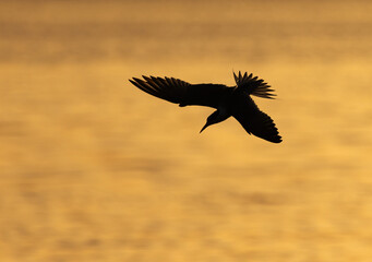 White-cheeked Tern fishing at Tubli bay, Bahrain