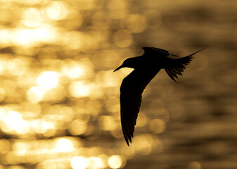 Silhouette of a White-cheeked Tern fishing with bokeh of light at the backdrop