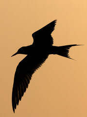 Silhouette of a White-cheeked Tern fishing at Tubli bay, Bahrain