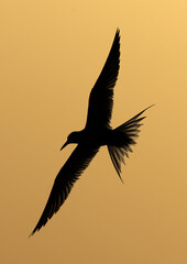 Silhouette of a White-cheeked Tern flying at Tubli bay, Bahrain