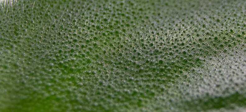 macro background of a violet leaf