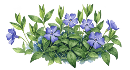 Watercolor periwinkle flowers and green leaves on black background vinca floral
