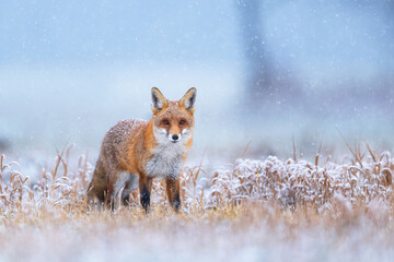 Red fox ( Vulpes vulpes ) in winter scenery