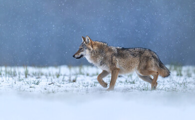 Grey wolf ( Canis lupus ) close up