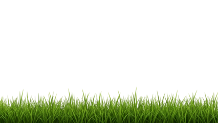 Fresh green grass border on white background