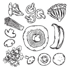 Mixed edible mushroom fungi outline drawing illustration