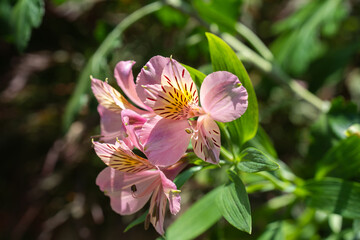 夏に咲くアルストロメリアの花