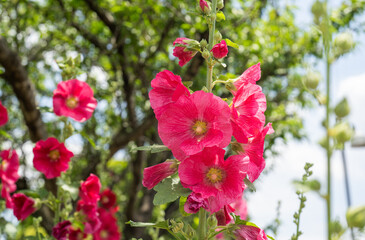 夏の緑の中で存在感のあるタチアオイの赤い花