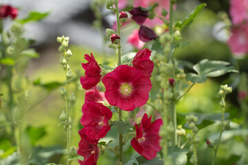 夏にまっすぐに成長するタチアオイ