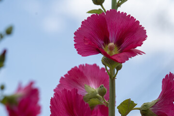 夏の青空に向かって咲く、タチアオイの赤い花