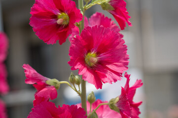 梅雨明けに咲いたタチアオイの大きな花