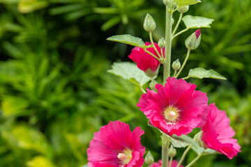 初夏の緑に映える赤いタチアオイの花