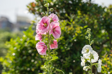 夏に咲くタチアオイの花