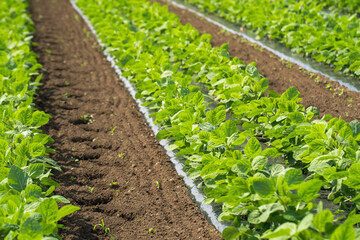 畑に植えられた野菜の苗