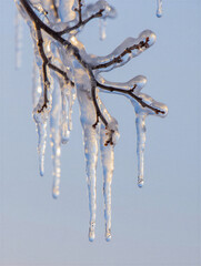 Frozen tree branch with icicles