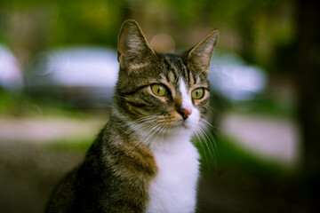 Obraz premium Retrato gato primer plano