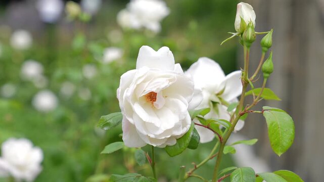 Single white rose with layered petals and green stems moving slightly in soft wind under daylight.