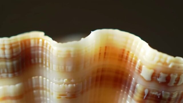 Macro detail of seashell, ridges texture, with blurred dark background, usable for design