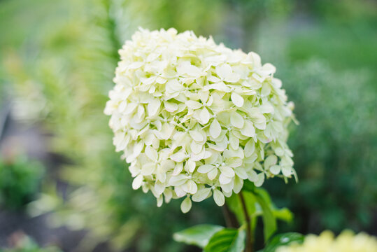 Hydrangea Pixio in full bloom with green leaves