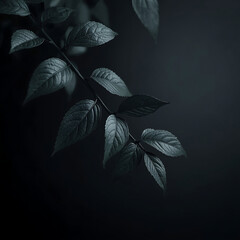 Fototapeta premium leaves on black background