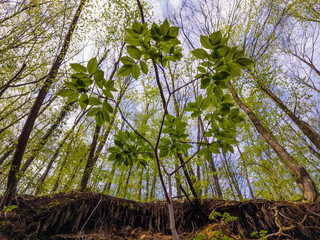 Forest view from low angle looking up at tall trees with new spring foliage