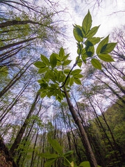 Forest view from low angle looking up at tall trees with new spring foliage