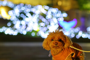夜のお散歩を楽しむトイ・プードル