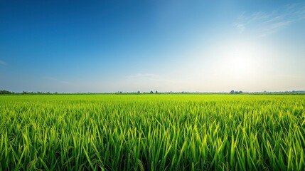 A vibrant green rice field under a clear blue sky with a bright sun shining down.