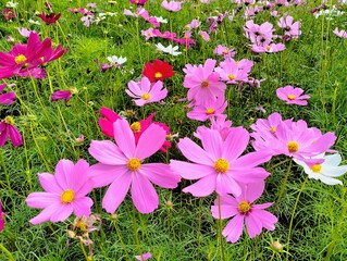 The image shows pink, dark pink, and white marigold flowers with green leaves and green stems. The...