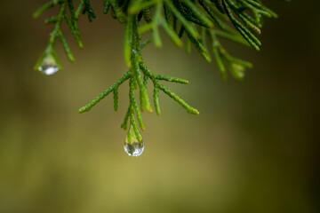 Close up of a raindrop at the end of a green branch on a Cypress tree in a garden in France