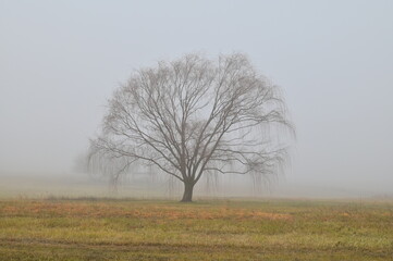 Weeping Willow Tree in a Foggy Field
