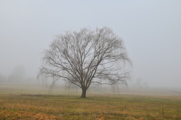 Weeping Willow Tree in a Foggy Field