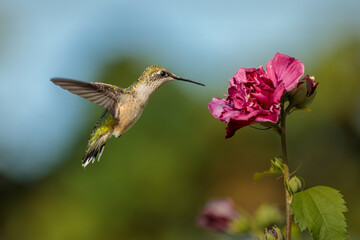 A female or juvenile Ruby Throated Hummingbird feeds on a pink, double blossomed, Rose of Sharon flower on a late summer morning.
