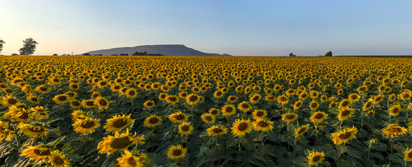 Panoramic Sunflower Field at Ramyong Farm, Lopburi, Thailand